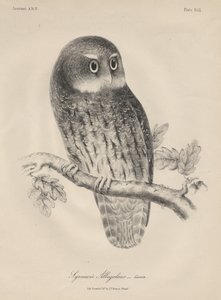 Syrnium Albogularis, lithographie par J.T. Bowen, 1850 - William E. Hitchcock