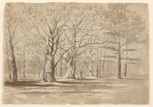 Bois du Collège - William Fowler Hopson