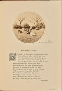 [Scène pastorale avec du bétail se reposant dans un champ, Angleterre].