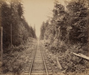 Forêt de pruches - William H. Rau