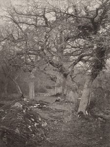 Forêt de Fontainebleau - William Harrison