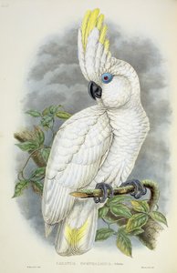 Cacatoès aux yeux bleus
