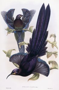 Epimachus Ellioti, Ward, vers 1891-1898 - William Hart