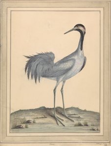 Une grue - William Hayes