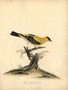 Chardonneret jaune. Gravure à la main d