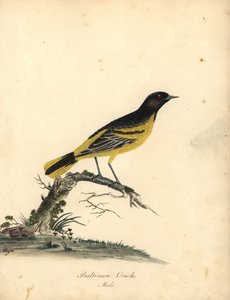 Oriole de Baltimore, Icterus galbula. Gravure à la main en couleur d