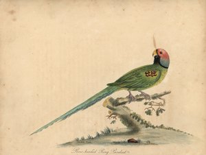 Perruche à tête de prune, Psittacula roseata