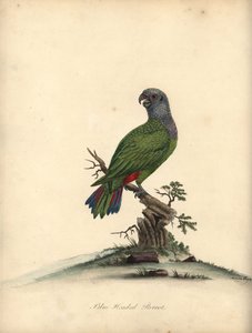Perroquet à tête bleue, Pionus menstruus. (Psittacus menstruus) Gravure à la main en couleur d