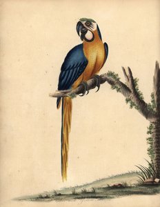 Ara bleu et jaune, Ara ararauna. Gravure à la main d