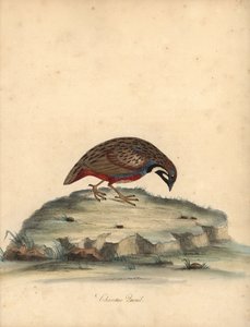Caille à poitrine bleue, Coturnix chinensis. (Caille chinoise, Tetrao chinensis) Gravure à la main en couleur d