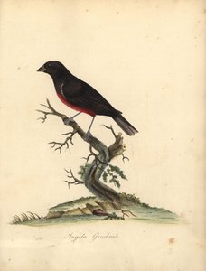 Sporophile à ventre marron, Oryzoborus angolensis. Gravure à la main en couleur d