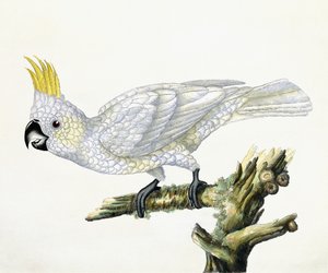 Cacatoès, 1779