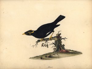 Mainate religieux. Gravure à la main d