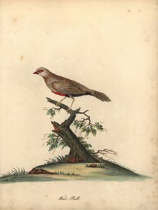 Astrild ondulé, Estrilda astrild. (Loxia astreld) Gravure à la main en couleur d
