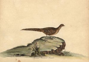 Faisan doré ou chinois, Chrysolophus pictus, femelle
