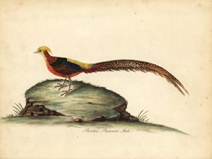Faisan doré ou chinois, Chrysolophus pictus, mâle. Gravure à la main en cuivre d