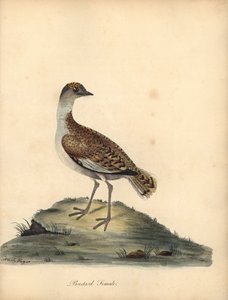 Outarde barbue, femelle. Gravure à la main d