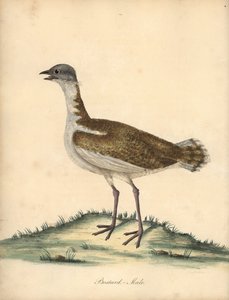 Grande outarde, Otis tarda, mâle. Gravure à la main d
