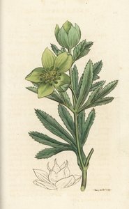 Hellébore vert, Helleborus viridis. Gravure à la main par James Sowerby de l