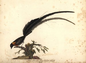 Veuve paradis à longue queue, Vidua paradisaea, mâle - William Hayes