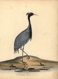 Mademoiselle grue, Anthropoides virgo (Grue numidienne, Ardea virgo). Gravure à la main en couleur d