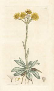 Séneçon des montagnes, Tephroseris integrifolia. Gravure à la main par James Sowerby de l