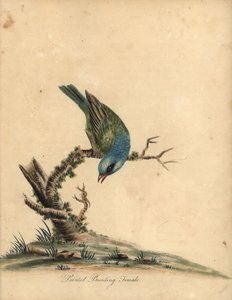 Passerin nonpareil, Passerina ciris, femelle. Gravure à la main d