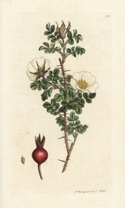 Rosier épineux, Rosa spinosissima - William Hayes