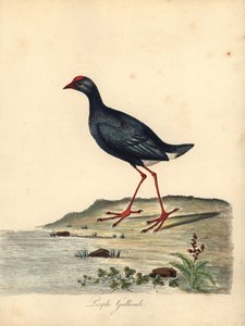 Talève sultane, Porphyrio porphyrio - William Hayes
