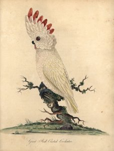 Cacatoès à huppe rose, Cacatua moluccensis. Gravure à la main en couleur d