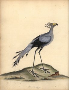 Messager sagittaire. Gravure à la main d