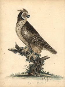 Hibou des marais, Asio flammeus. Gravure à la main d