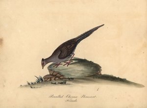 Faisan argenté, femelle. Gravure à la main d