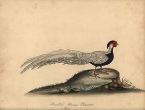 Faisan argenté, Lophura nycthemera, mâle. (Faisan chinois crayon, Phasianus nycthemerus) Gravure à la main en couleur d
