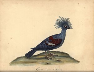 Pigeon couronné occidental, Goura cristata. Gravure à la main en cuivre d