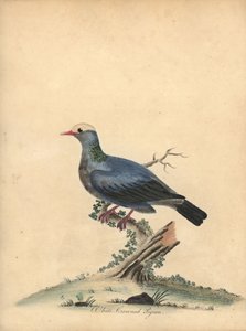 Pigeon à couronne blanche. Gravure à la main d