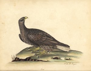 Pygargue à queue blanche, Haliaeetus albicilla (Erne, Aquila albicilla). Gravure à la main en couleur d