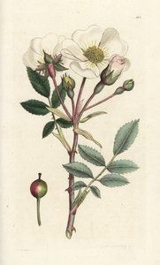 Églantier blanc, Rosa arvensis. Gravure sur cuivre coloriée à la main par James Sowerby de 