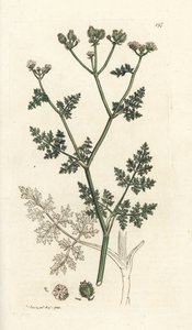 Fleur de dentelle blanche, Orlaya grandiflora (Caucalis daucoides). Gravure à la main en cuivre par James Sowerby de l
