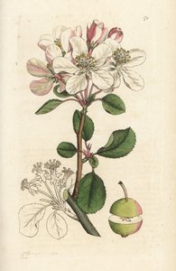 Pommier sauvage ou pommier, Malus domestica (Pyrus malus). Gravure à la main en cuivre par James Sowerby de l