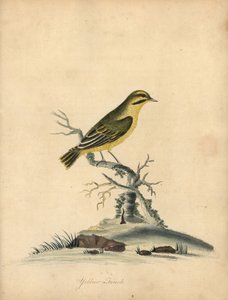 Serin jaune, Fringilla butyracea