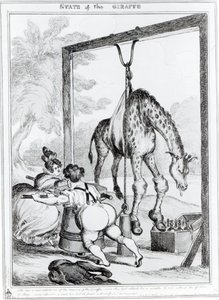 État de la girafe, 1829 - William Heath