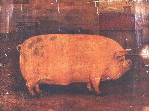 Le cochon primé Jumbo II