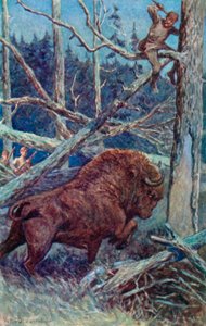Le bison grattait le sol de rage