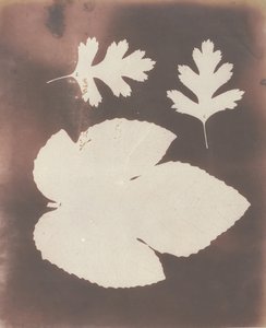 1. Feuille de figuier. 2. Feuille de spina bianco - William Henry Fox Talbot