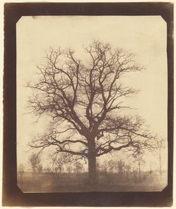 [Un chêne en hiver] - William Henry Fox Talbot
