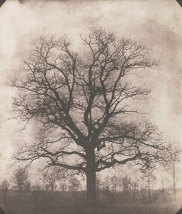 Un chêne en hiver, c.1892-93 - William Henry Fox Talbot