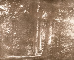 Hêtres, Abbaye de Lacock, c.1844 - William Henry Fox Talbot