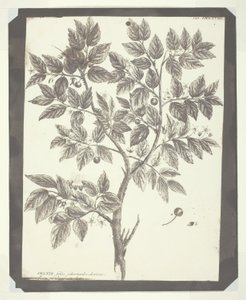 Copie de gravure botanique de "Celtis" - William Henry Fox Talbot