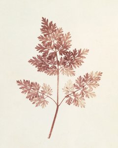 Frondes de Feuilles, 1843